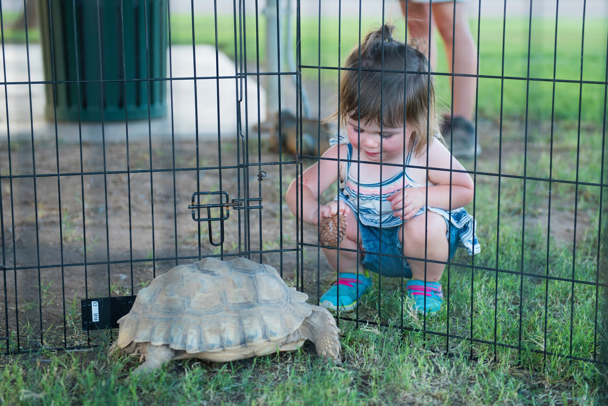 A young girl attempts to feed a pinecone to a tortoise at the Back-To-School Bash July 25, 2018, at Luke Air Force Base, Ariz. The Bash offered family-friendly fun and activities to all attendees, including a small reptile exhibit. (U.S. Air Force photo by Senior Airman Ridge Shan)