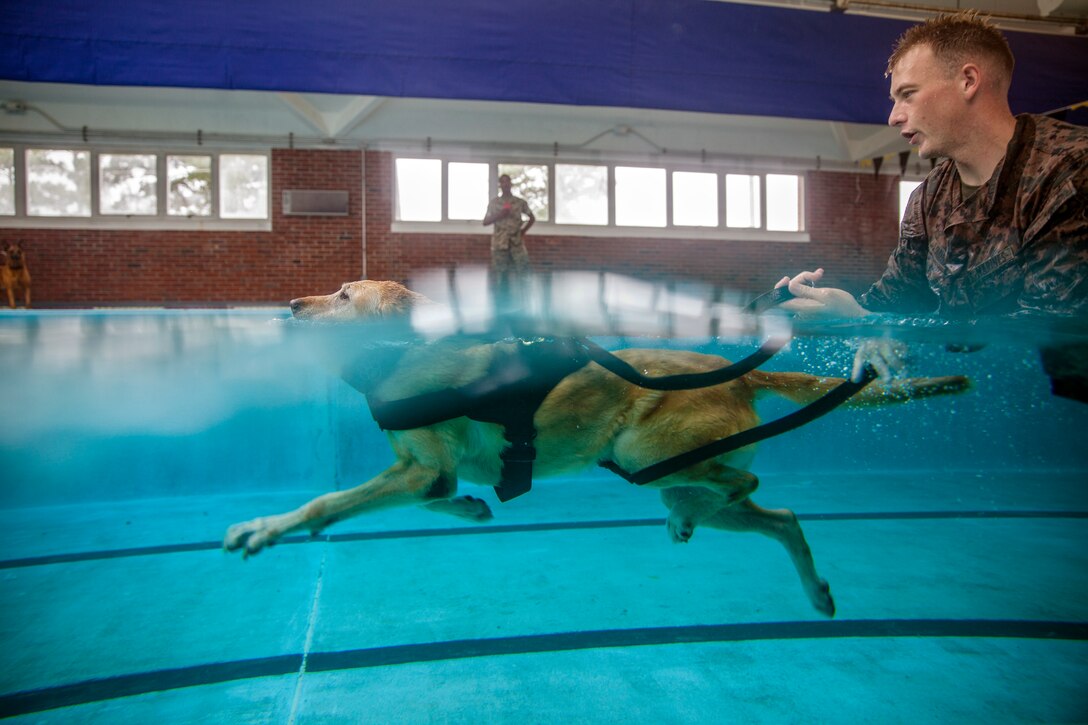 A dog swims in a pool with a Marine.