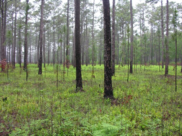 Managed forest lands on Joint Base Charleston - Weapons Station spring up green just six weeks after a prescribed fire.