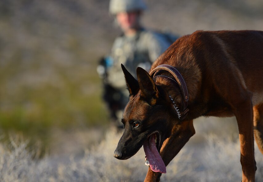 Senior Airman Elijah, 799th Security Forces Squadron military working dog handler and Ssamuel, 799th SFS MWD, inspect a trail during a training exercise Aug. 8, 2018, at Nellis Air Force Base, Nev. Summer temperatures often exceed 100 degrees Fahrenheit in the Las Vegas area which prepares these MWD teams for any fight, any time, any place. (U.S. Air Force Photo by Airman 1st Class Haley Stevens)
