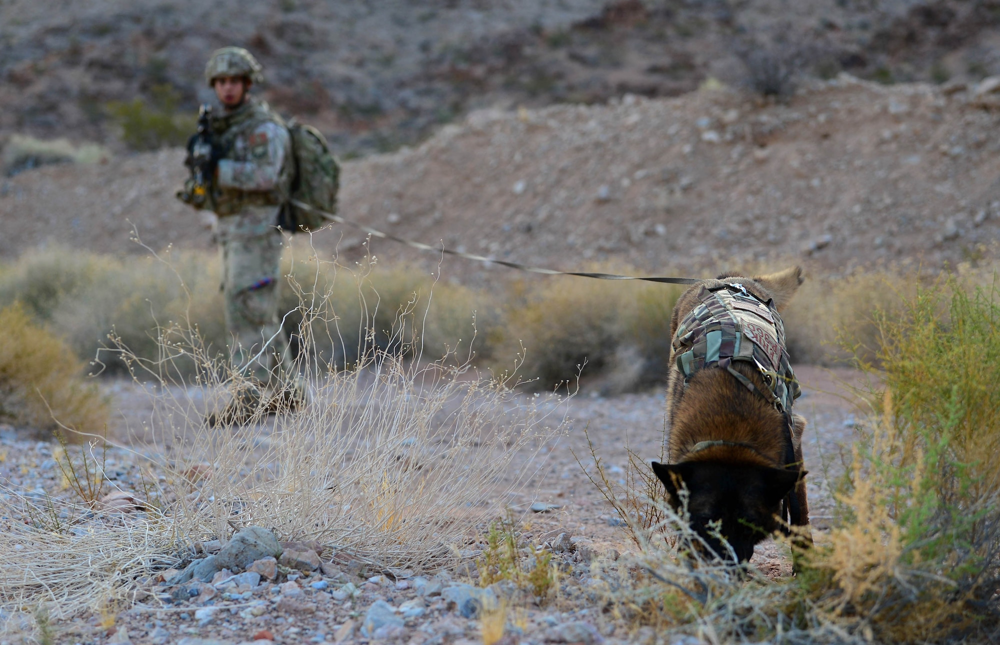 Staff Sgt. Juan Hinojosa, 99th Security Forces Squadron military working dog handler and Erik, 99th SFS MWD, check a trail for dangers during a training exercise Aug. 8, 2018, at Nellis Air Force Base, Nev. MWDs have been trained to recognize various substances with assistance from their handlers. (U.S. Air Force Photo by Airman 1st Class Haley Stevens)