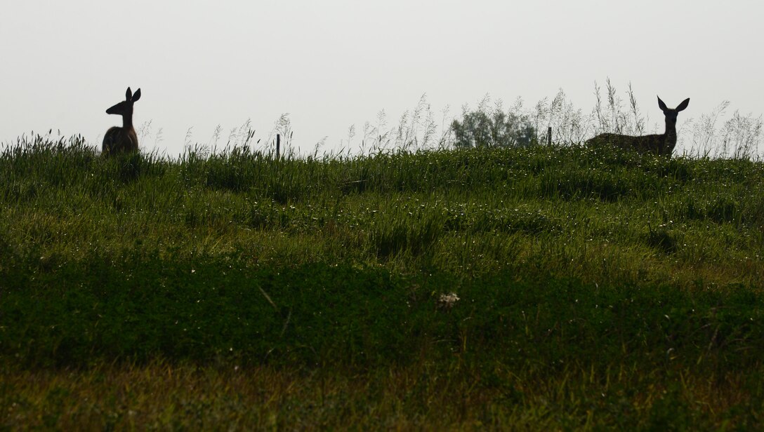 Ellsworth Air Force Base, S.D., will soon begin its 2018 on-base archery deer season, which gives those with base access the opportunity to apply for a deer hunting license. Doing this helps control the deer population on base, but also allows a recreation opportunity for Airmen. (U.S. Air Force photo by Senior Airman Denise Jenson)