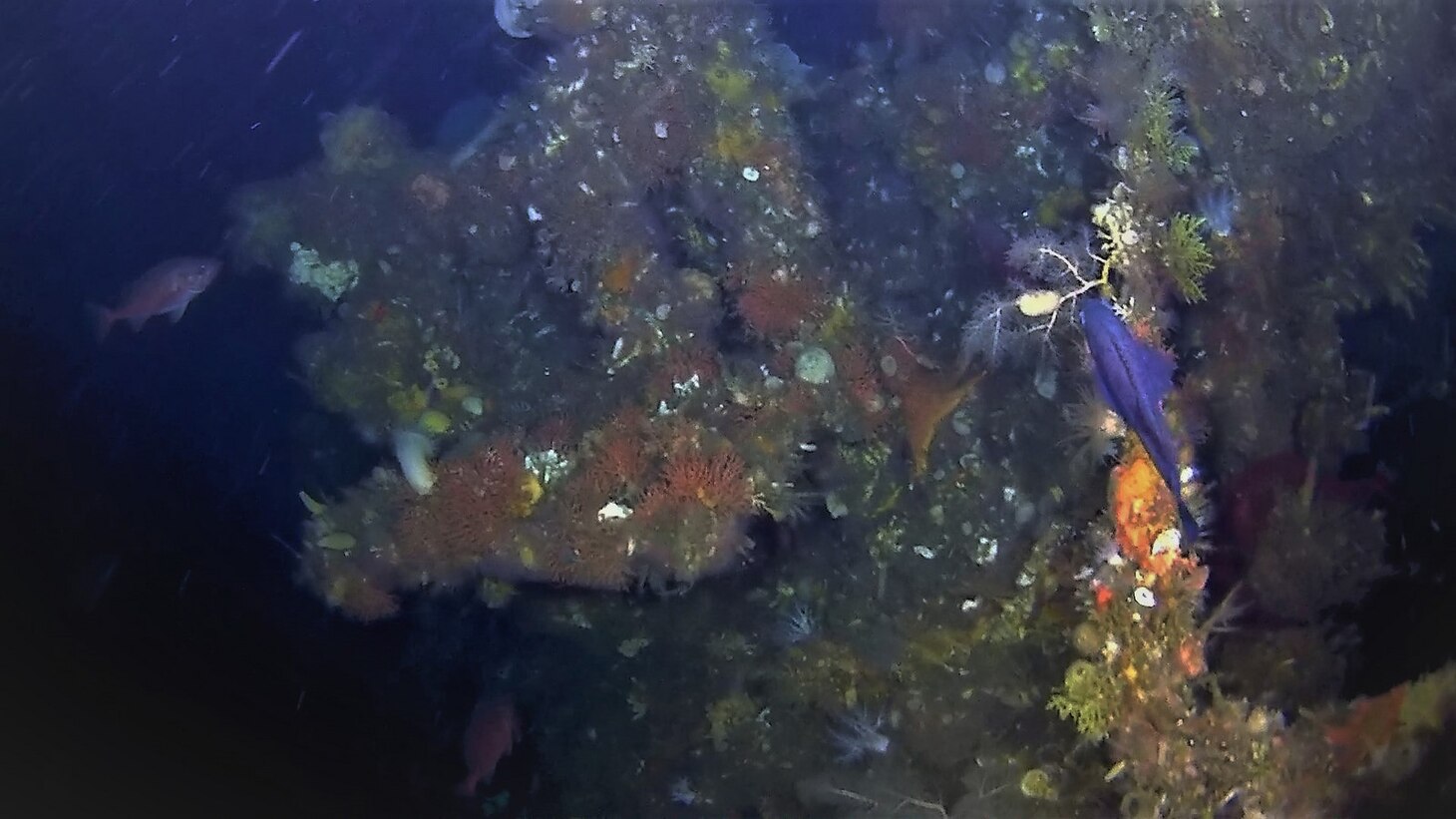 Stern of World War II U.S. destroyer discovered off remote Alaskan island