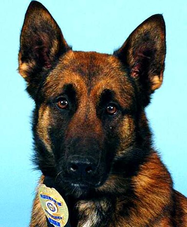 Portrait of a police K-9 wearing its badge.