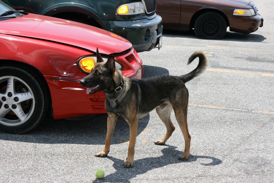 A police K-9 stands alert in front of a red parked car in the parking lot.
