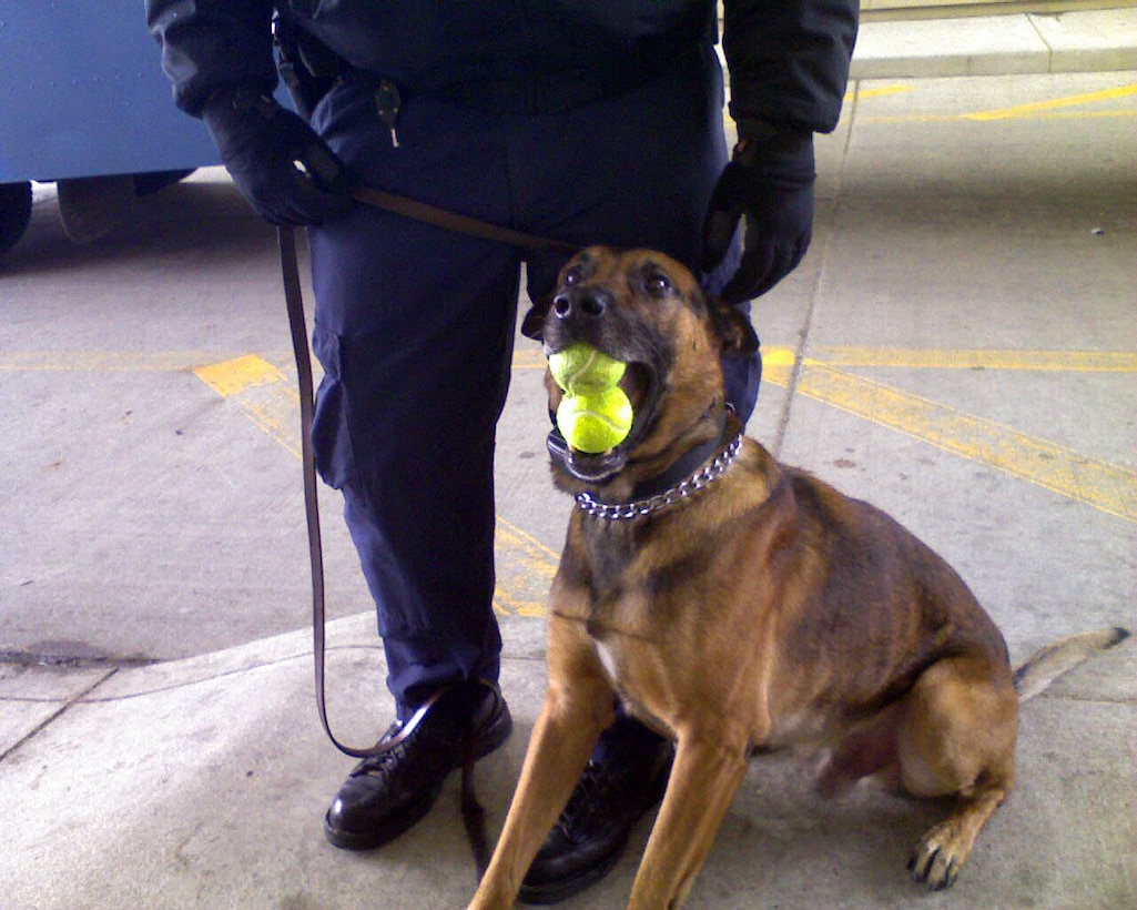 A police K-9 holds a tennis ball in its mouth while sitting next to its handler.