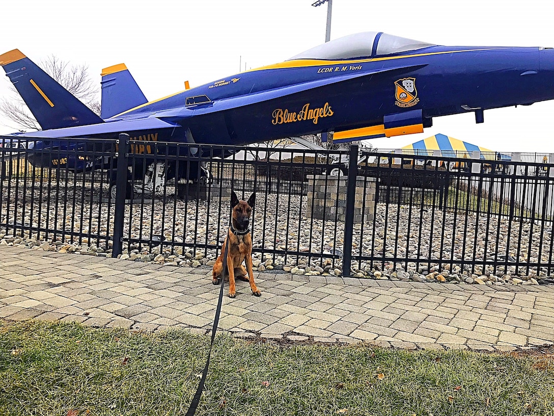 A police K-9 sits in front of a grounded US Navy Blue Angels aircraft on display.