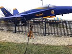 A police K-9 sits in front of a grounded US Navy Blue Angels aircraft on display.