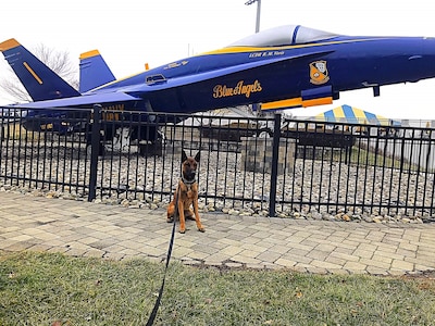 A police K-9 sits in front of a grounded US Navy Blue Angels aircraft on display.