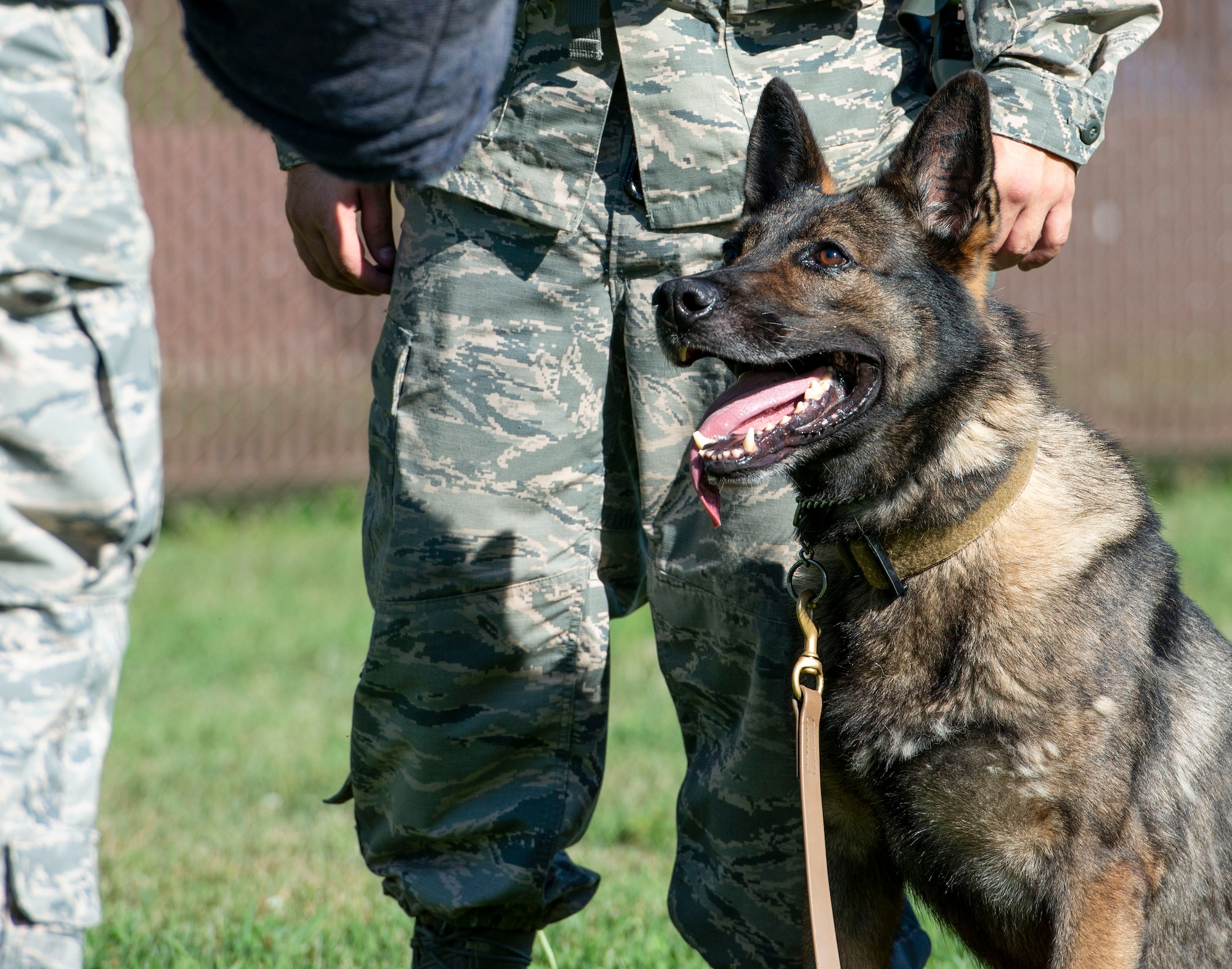 Irk, 375th Security Forces Squadron Military Working Dog, waits for orders at the 375th SFS kennel on Scott Air Force, Illinois, June 25, 2018.