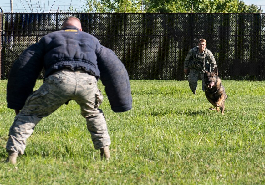 Irk, 375th Security Forces Squadron Military Working Dog, runs at a simulated attacker during a working dog demonstration at the 375th SFS kennel on Scott Air Force, Illinois, July 25, 2018.