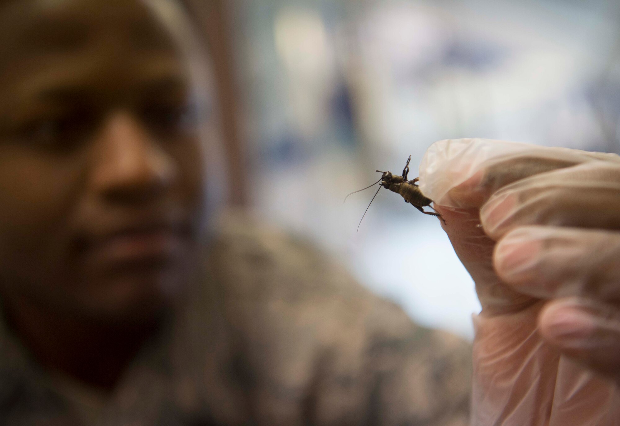 U.S. Air Force Senior Airman William Bishop, 786th Civil Engineer Squadron Pest Management technician, observes a cricket on Ramstein Air Base, Germany, Aug. 7, 2018. Pest Management is careful to support Germany's ecology by not killing pests that are members of endangered species, such as hornets, which they relocate to a safe habitat. (U.S. Air Force photo by Senior Airman Elizabeth Baker)