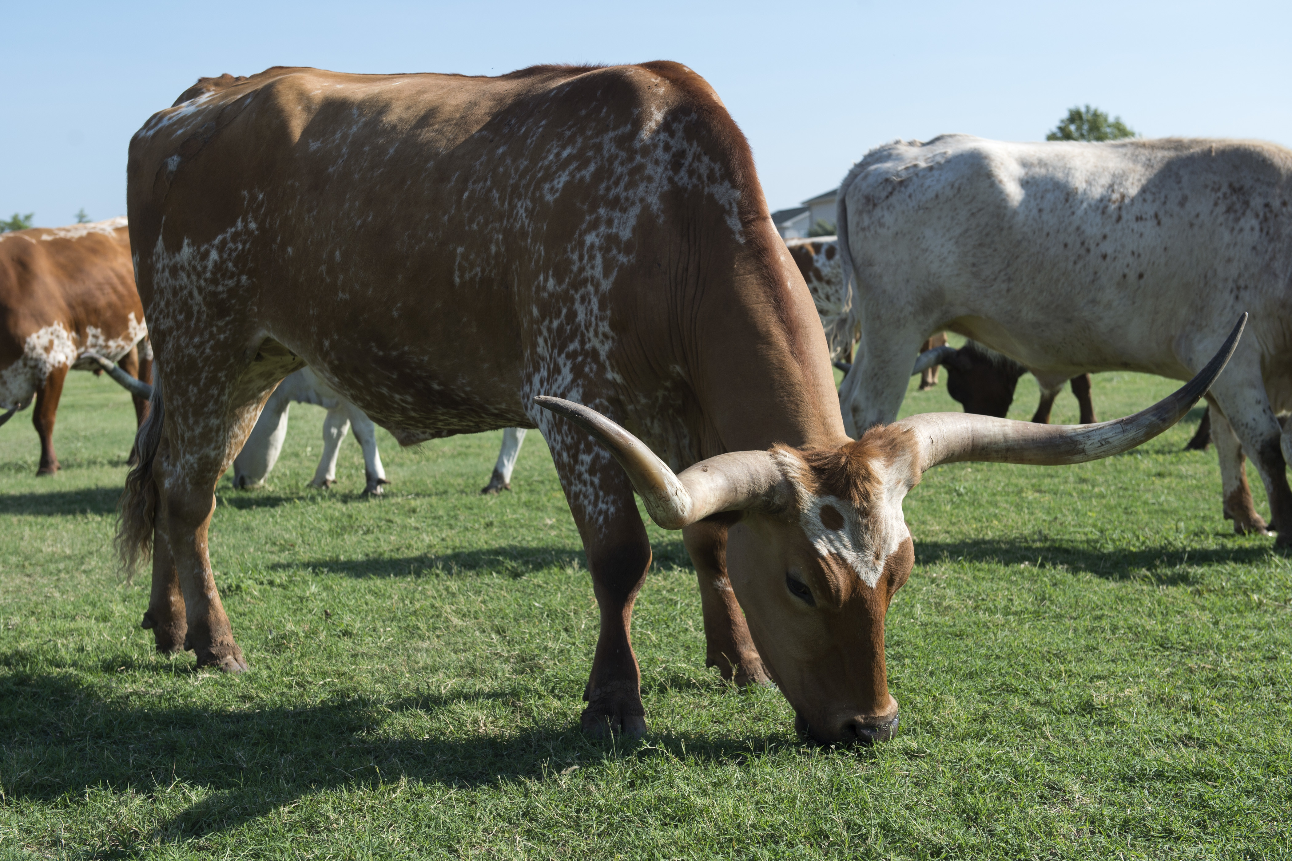 20th Annual Cattle Drive At Altus AFB