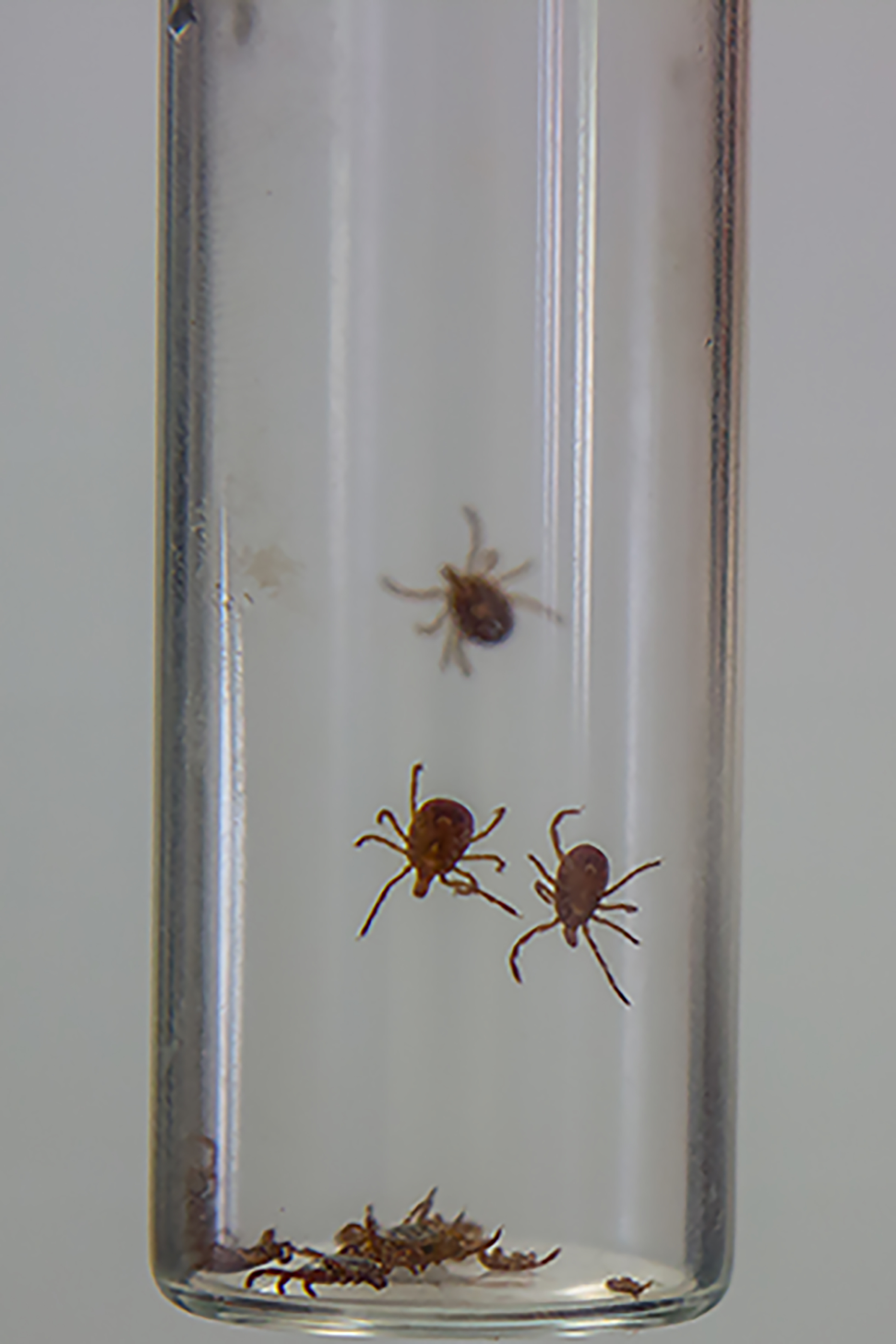 A vile full of ticks found on the biologists from Fort Campbell Fish and Wildlife on Fort Camp-bell, Ky. June 4. The biologists preform tick checks whenever they return from the field and place the ticks in the vile to go to the Environmental Health Center. (US Army photo by Sgt. Pat-rick Kirby, 40th Public Affairs Detachment)