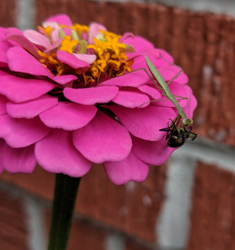 Praying mantis at Buckhorn lake