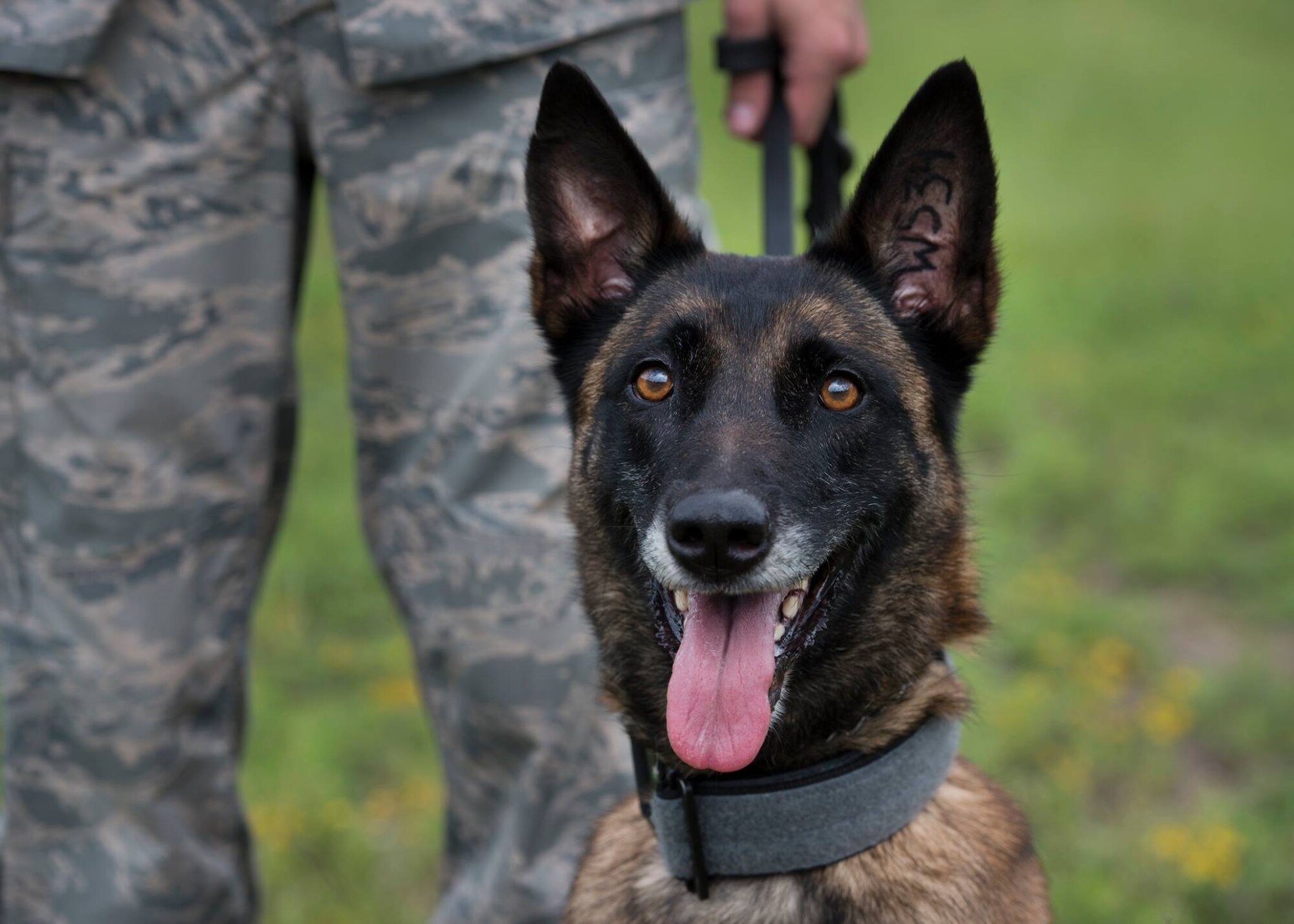 96th Test Wing K-9s
