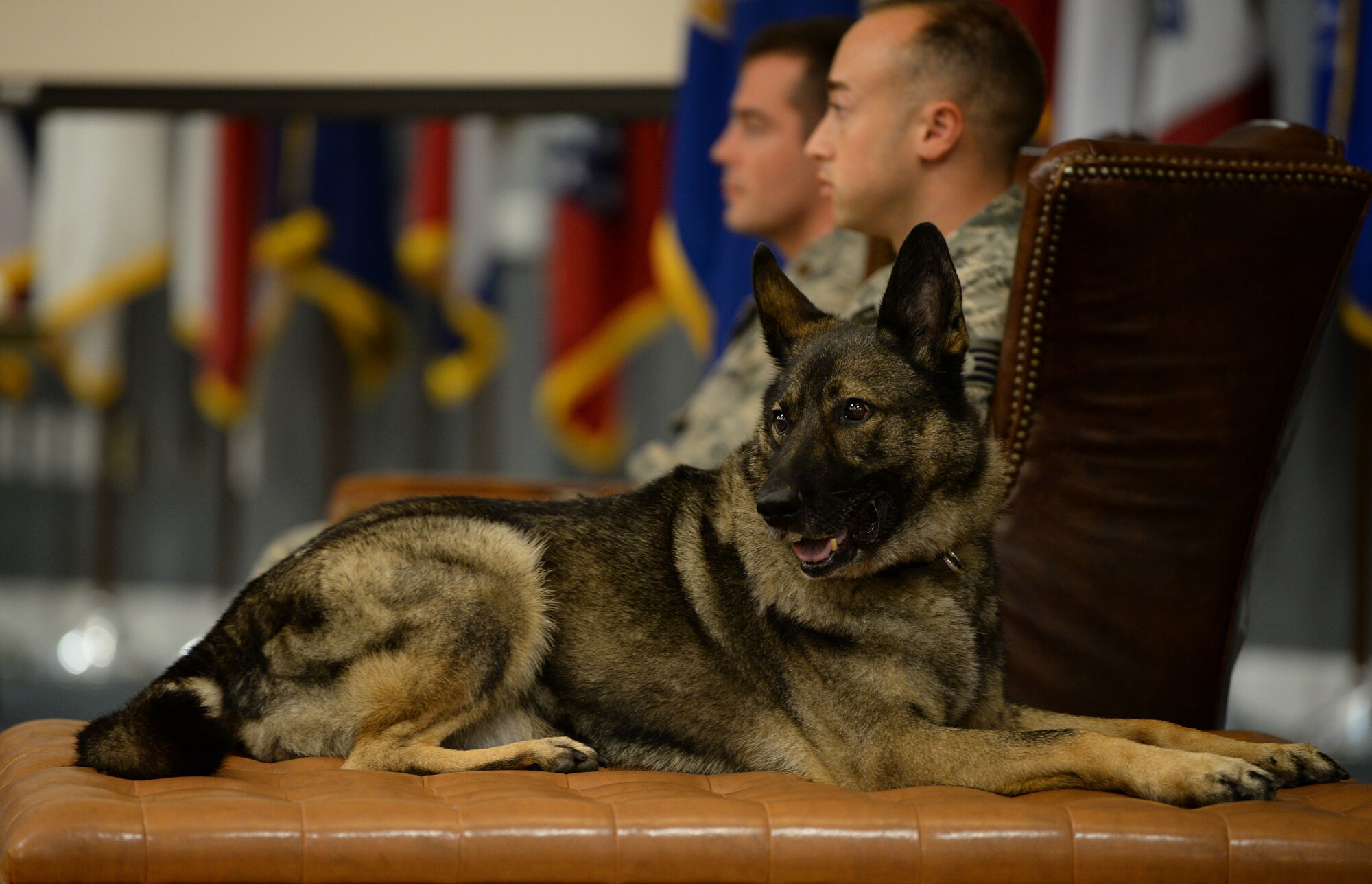 Military Working Dog Cherry, 14th Security Forces Squadron, scans the audience during her retirement ceremony Aug. 24, 2018, on Columbus Air Force Base, Mississippi. Cherry served for more than 10 years in the Air Force. (U.S. Air Force photo by Airman Hannah Bean)