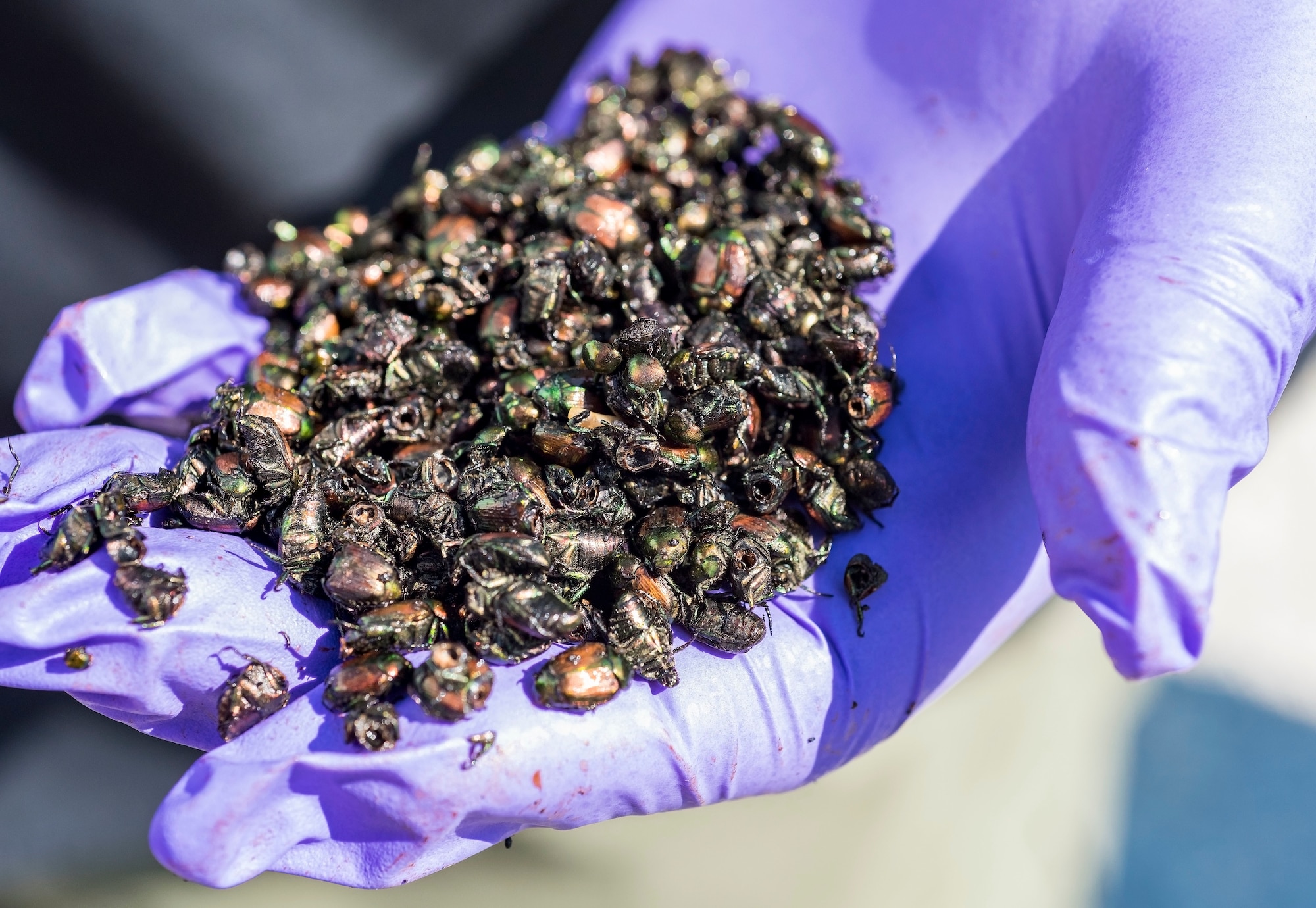 Darryl Moore, U.S. Department of Agriculture Animal and Plant Health Inspection Service Plant Protection and Quarantine representative and state plant health director, holds a handful of dead Japanese beetles Aug. 9, 2018, on Dover Air Force Base, Del. The beetles were exposed to a fungal-like pathogen to reduce the beetle population. (U.S. Air Force photo by Roland Balik)