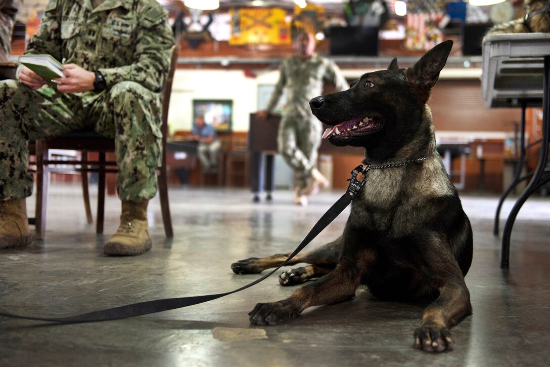 A military working dog, watches troops receiving canine tactical combat casualty care training.