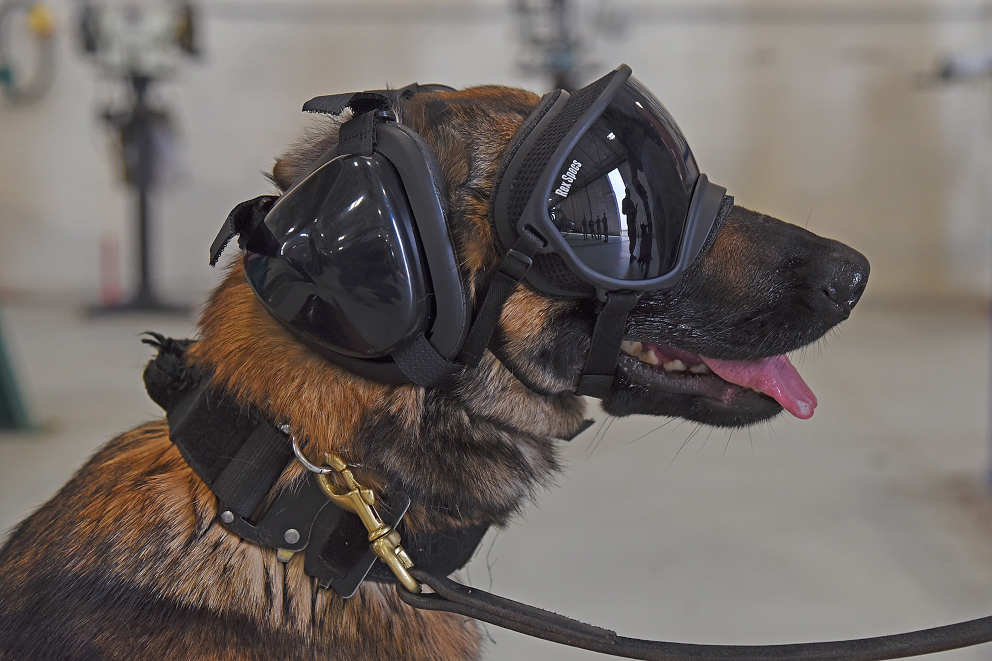 Military Working Dog Fanni patiently sits waiting for her handler during training July, 31, 2018, at Fairchild Air Force Base, Washington. The 92nd Security Forces Squadron MWD section partnered with the 36th Rescue Squadron to familiarize themselves and their dogs with helicopter operations in preparation for deployment missions. (U.S. Air Force photo/Staff Sgt. Mackenzie Mendez)