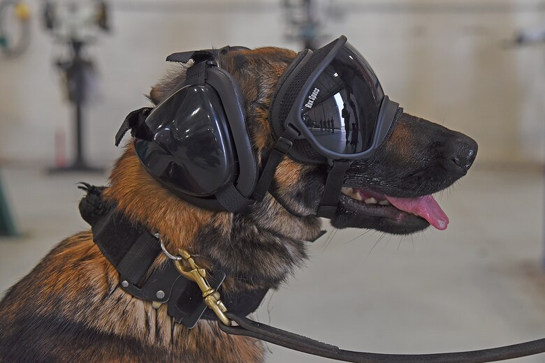 air force dog collar