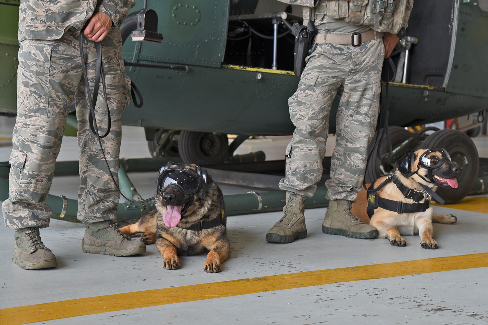 Military Working Dogs Brenda and Lili go through huey familiarization training with their handlers Aug. 14, 2018, at Fairchild Air Force Base, Washington. The helicopter training gave the 92nd Security Forces Squadron MWD section an opportunity to prepare for various deployment missions that may require prior huey knowledge or experience. (U.S. Air Force photo/Staff Sgt. Mackenzie Mendez)