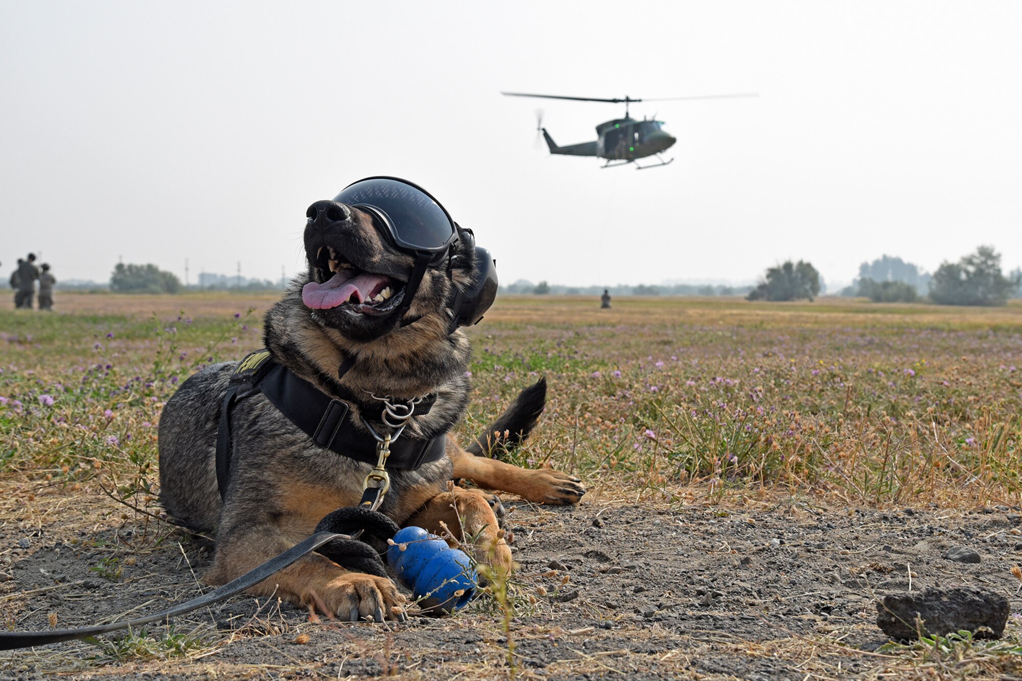 Military Working Dog Brenda waits to board a huey during training with the 36th Rescue Squadron Aug. 15, 2018, at Fairchild Air Force Base, Washington. The 36th RQS spent numerous days working closely with the 92nd Security Forces Squadron MWD section to familiarize the canines with the stimuli associated with helicopters. (U.S. Air Force photo/Staff Sgt. Mackenzie Mendez)