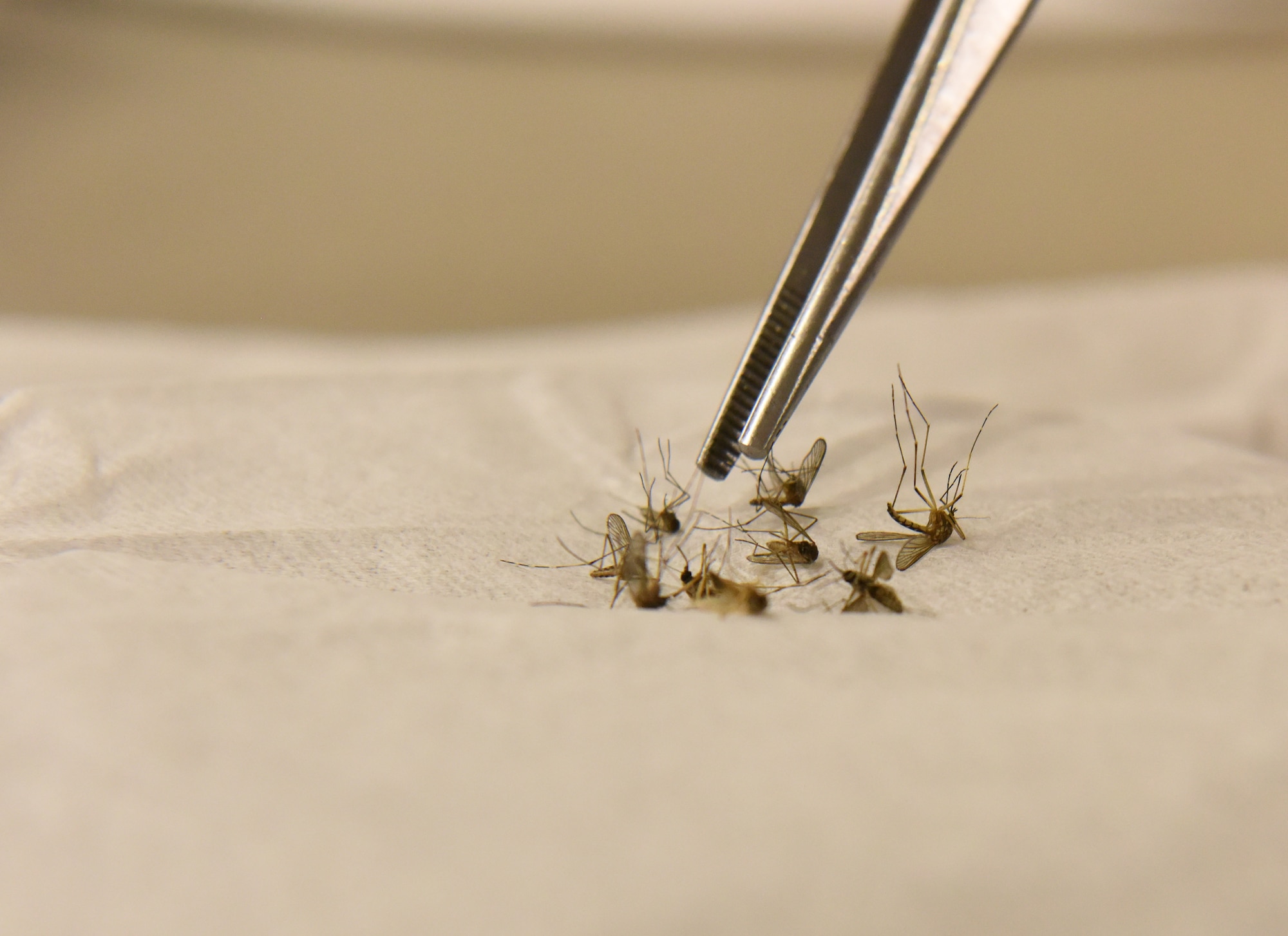 Staff Sgt. Sarah Cox, the 28th Medical Group noncommissioned officer in charge of community health, places mosquitoes on a piece of tissue paper at Ellsworth Air Force Base, S.D., Aug. 9, 2018. The 28th MDG public health flight sent more than 700 mosquitoes to the U.S. Air Force School of Aerospace Medicine at Wright-Patterson AFB, Ohio, to test if any carry diseases. (U.S. Air Force photo by Airman 1st Class Thomas Karol)