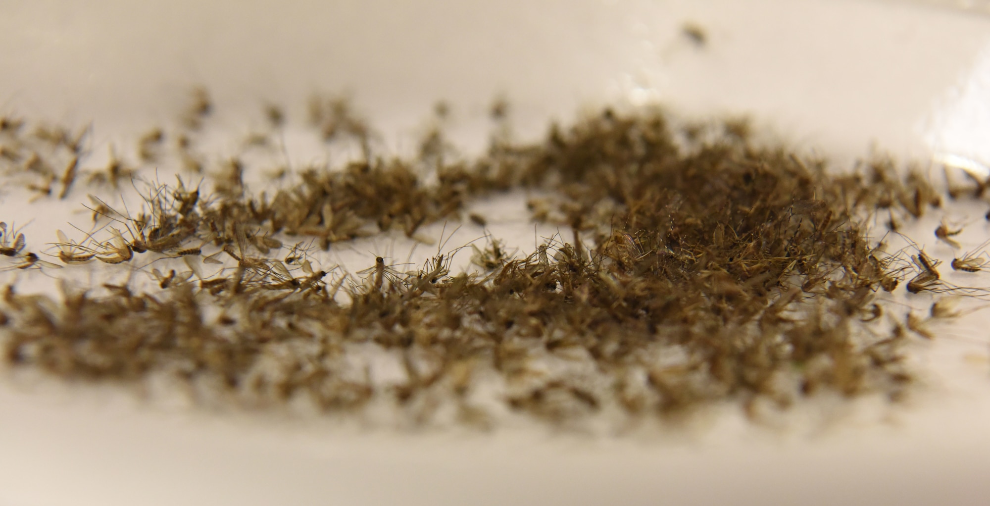 Dead mosquitoes sit on a paper plate at Ellsworth Air Force Base, S.D., Aug. 9, 2018. The 28th Medical Group public health flight sent more than 700 mosquitoes to the U.S. Air Force School of Aerospace Medicine at Wright-Patterson AFB, Ohio, to test for diseases. (U.S. Air Force photo by Airman 1st Class Thomas Karol)