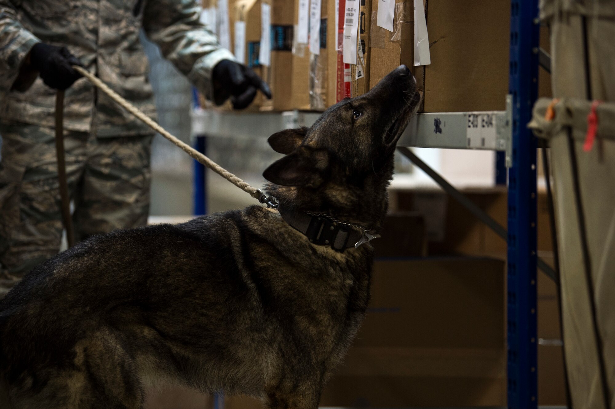 U.S. Air Force Staff Sgt. Jordan Leiter, 52nd Security Forces Squadron military working dog handler, conducts detection training with Dirk, a MWD, in the post office at Spangdahlem Air Base, Germany, Aug. 28, 2018. Training helps MWD handlers understand how to recognize what their dog is telling them. (U.S. Air Force photo by Airman 1st Class Valerie Seelye)