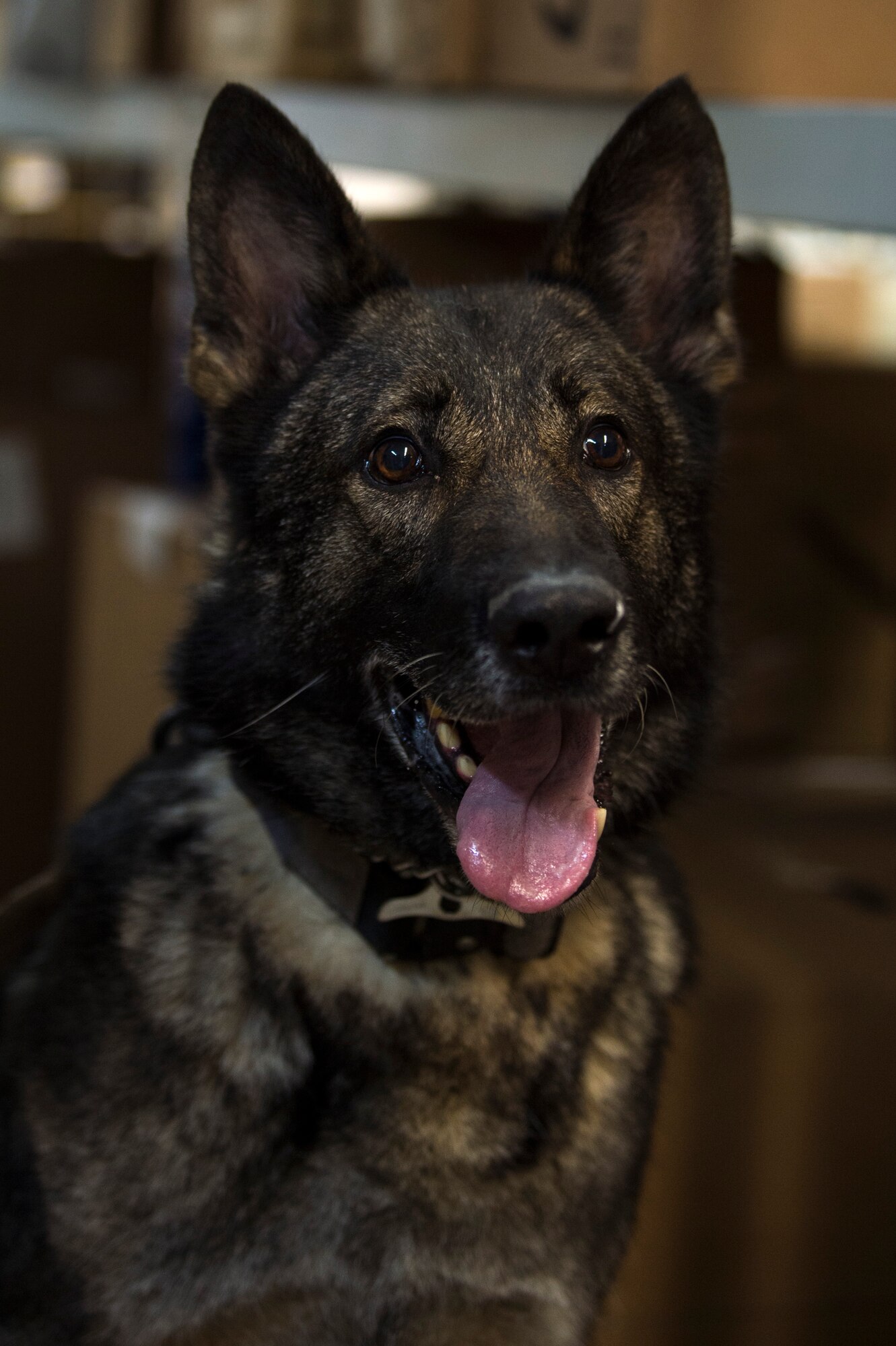 Dirk, a 52nd Security Forces Squadron military working dog, rests after detection training in the post office at Spangdahlem Air Base, Germany, Aug. 28, 2018. Training ensures MWDs are proficient in their capabilities to work with security forces Airmen. MWDs have a sense of smell 5-10 times greater than a human's and can detect traces of drugs and explosives. (U.S. Air Force photo by Airman 1st Class Valerie Seelye)