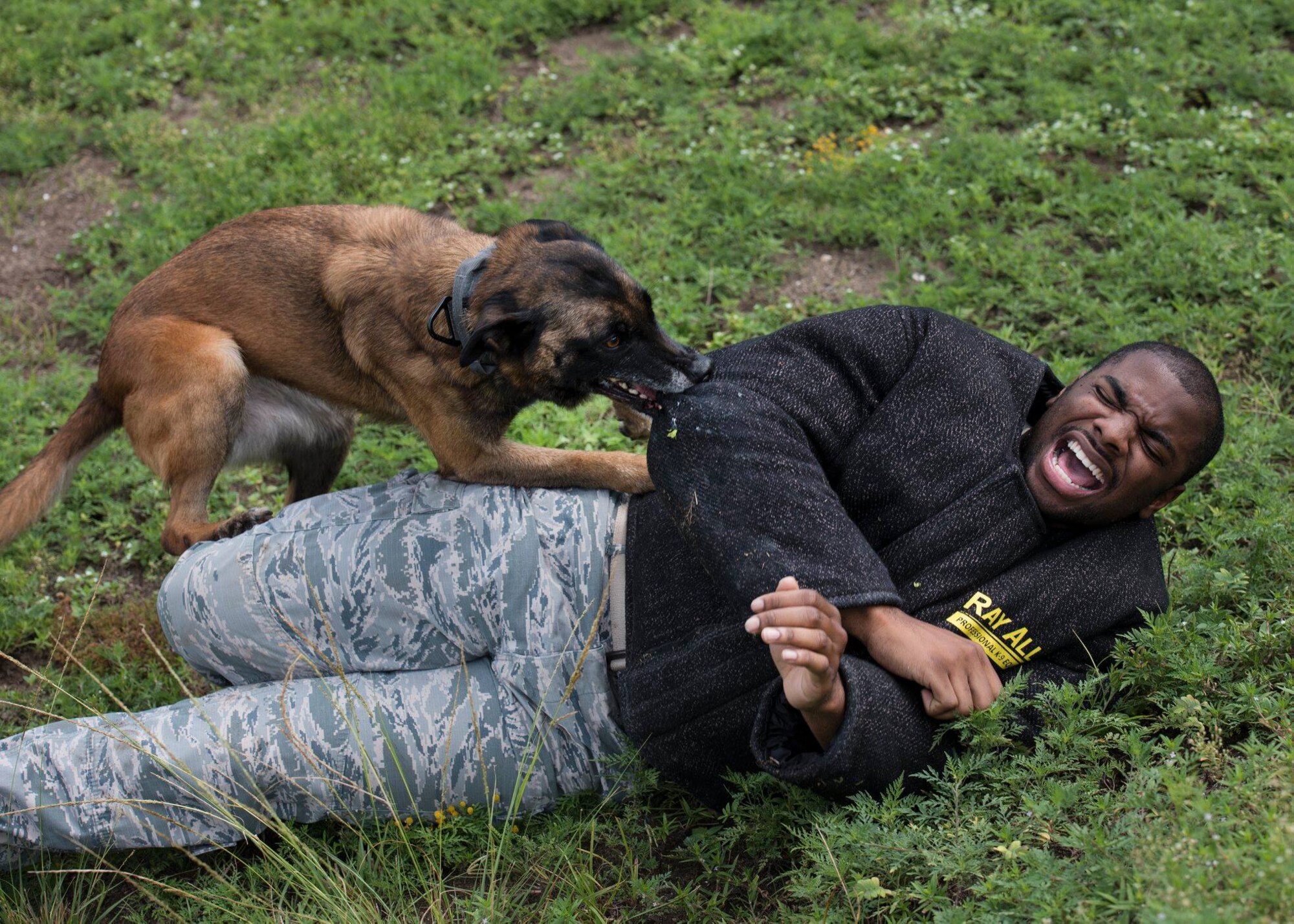 Senior Airman Ryan Harris, 96th Security Forces Squadron K9 handler, takes part in a training exercise for Caro, 96th SFS military working dog, Aug. 21, 2018, at Eglin Air Force Base, Fla. MWDs are trained to detect explosives and drugs, perform attacking tactics, patrol bases and deploy overseas with their handlers. (U.S. Air Force photo by Airman 1st Class Emily Smallwood)