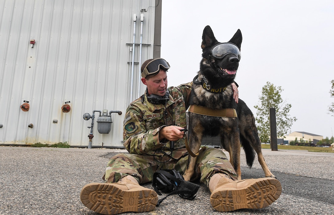 Staff Sgt. Timothy Driver, 5th Security Forces Squadron military working dog handler, adjusts safety equipment for Deny, 5th SFS MWD, during flight familiarization training at Minot Air Force Base, N.D., Aug. 23, 2018. This was the first time the K-9 unit has flown with the 54th Helicopter Squadron. (U.S. Air Force photo by Senior Airman Jonathan McElderry)