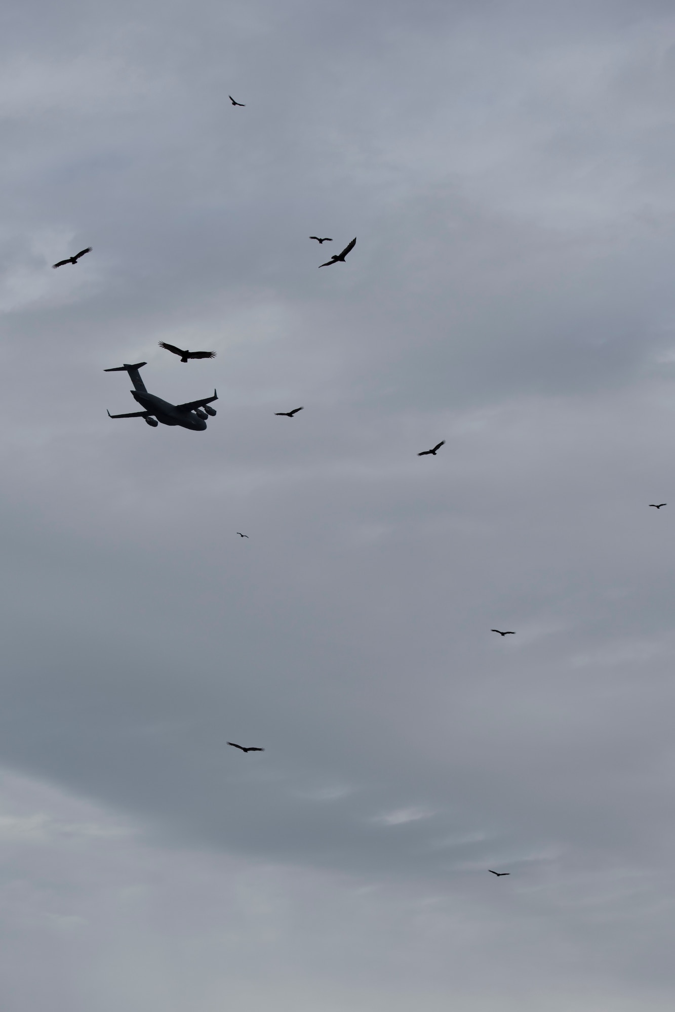 A C-17 Globemaster III aircraft assigned to the 167th Airlift Wing flies above a group of vultures soaring in thermals over Argos Cement Plant in Martinsburg, W.Va., Nov. 8, 2018. The black vultures have been roosting at the plant for more than a year posing a threat to local aviation. The 167th AW has teamed up with the USDA and Argos Cement Plant to research the behaviors of the vultures to help mitigate the aviation threats. (U.S. Air National Guard photo by Senior Master Sgt. Emily Beightol-Deyerle)
