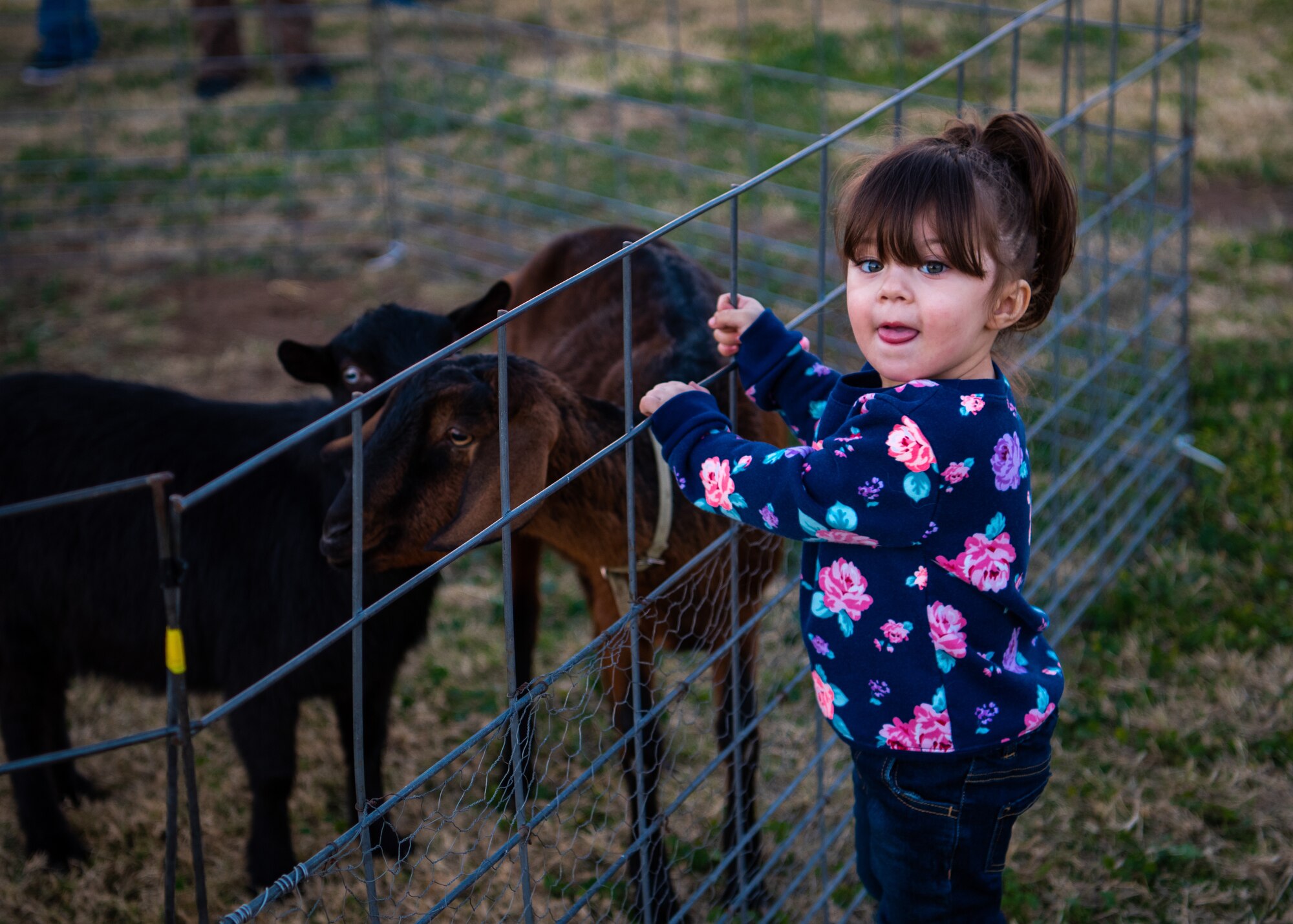 A child admires the goats in a petting zoo during Holiday Magic 2018, Dec. 7, 2018, at Luke Air Force Base, Ariz.