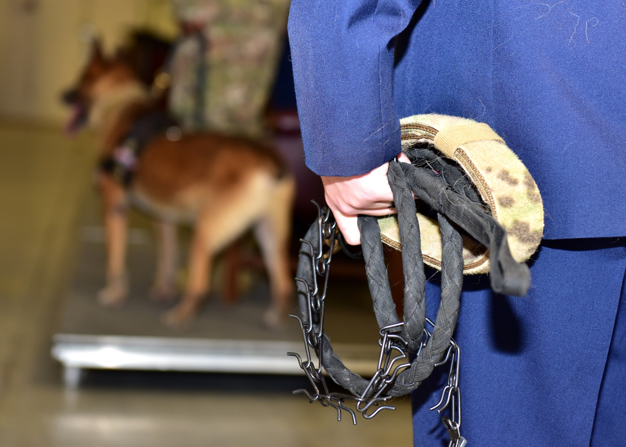 Military working dogs retire inside a building surrounded by people in uniform.