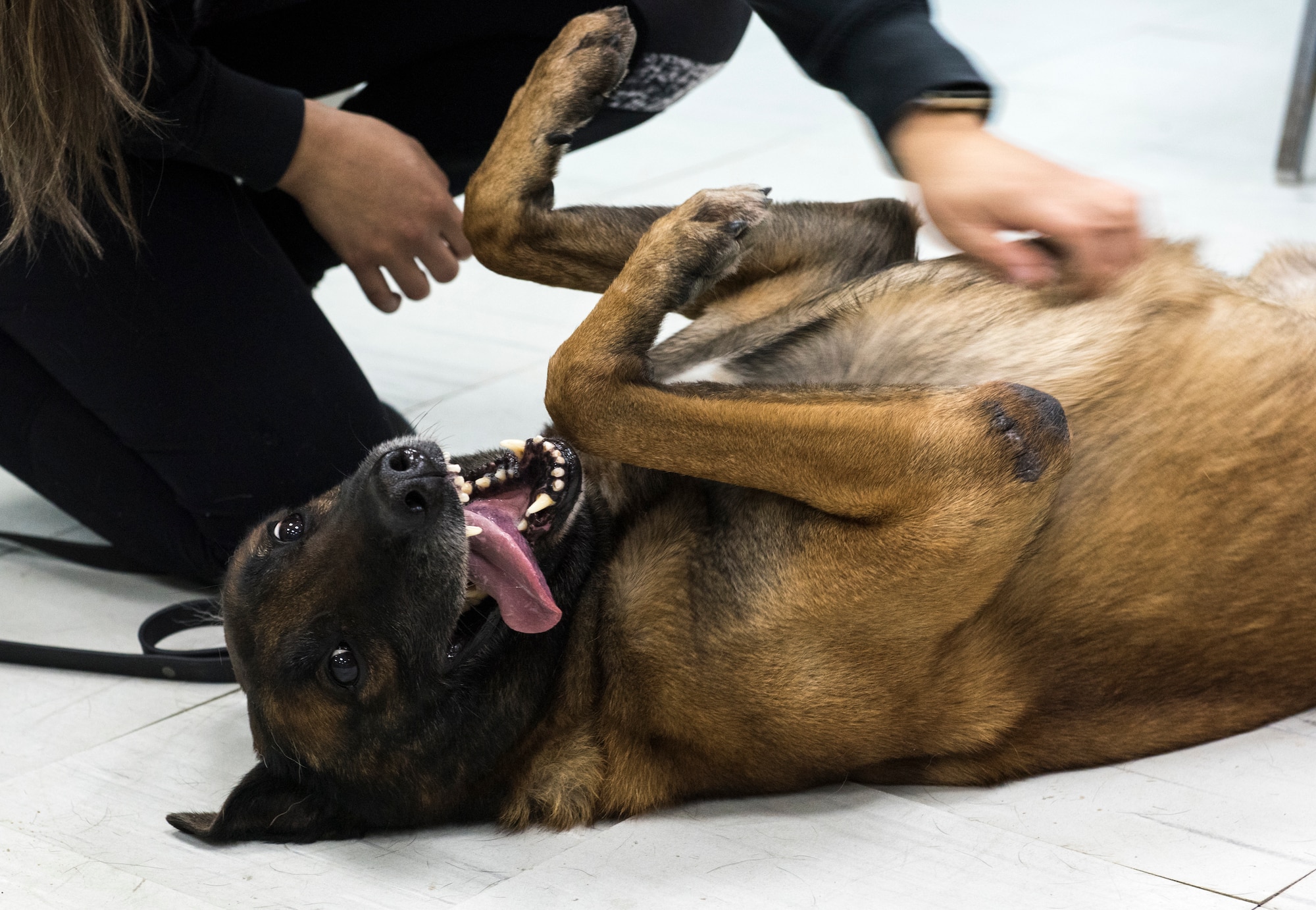 U.S. Air Force military working dog Vviking receives a belly rub from his handler before his teeth cleaning at an undisclosed location in Southwest Asia, Dec. 7, 2018. The veterinary clinic here teams up with the medical group to ensure the military working dogs receive the best care while deployed.