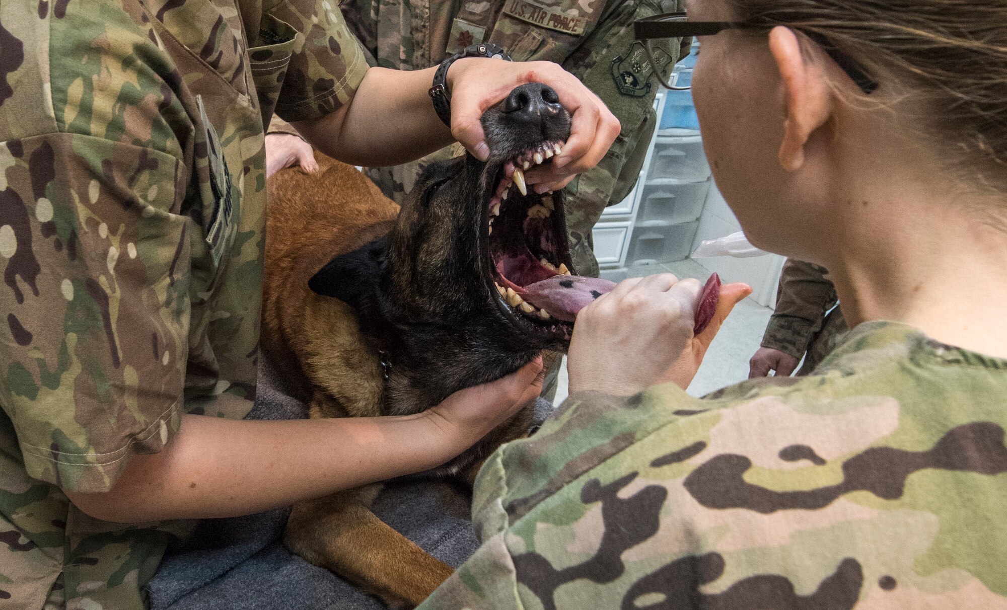 U.S. Army Capt. Carolyn Scholl, 719th Medical Detachment Veterinary Services veterinary core officer, prepares to insert a breathing tube in military working dog Vviking's throat durring a routine teeth cleaning at an undisclosed location in Southwest Asia, Dec. 7, 2018. Durring this routine teeth cleaning, the veterinary clinic invited members of the 386th Expeditionary Medical Group dental clinic to perform the cleaning, which is a rare opportunity for dental technicians.