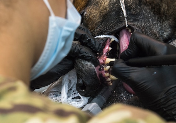 Staff Sgt. Torri Olievieri, 386th Expeditionary Medical Group dental services non-commissioned officer in charge, performs a routine teeth cleaning on military working dog Vviking at an undisclosed location in Southwest Asia,Dec. 7, 2018. Olievieri was excited to be given the opportunity do perform this cleaning, and stated that it was a 'once in a lifetime' opportunity.