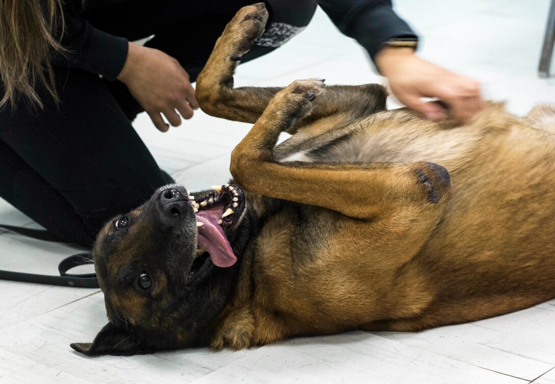 A dog lies on its back with its tongue hanging out while a handler scratches his chest.