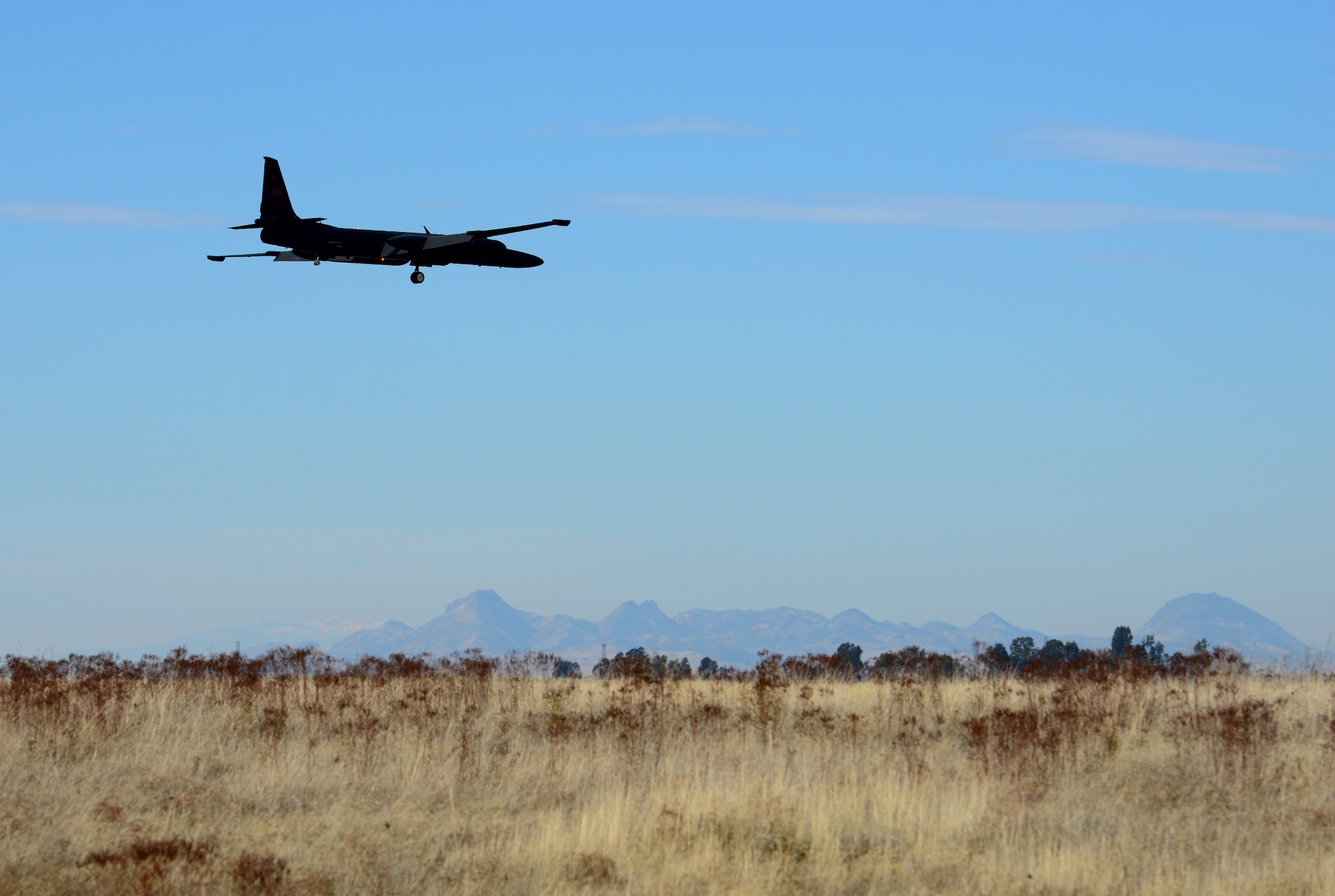 Beale’s Bovines enjoy our Reconnaissance