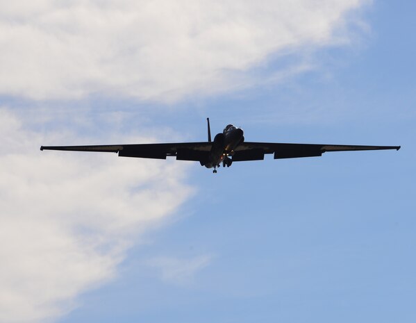 Beale’s Bovines enjoy our Reconnaissance