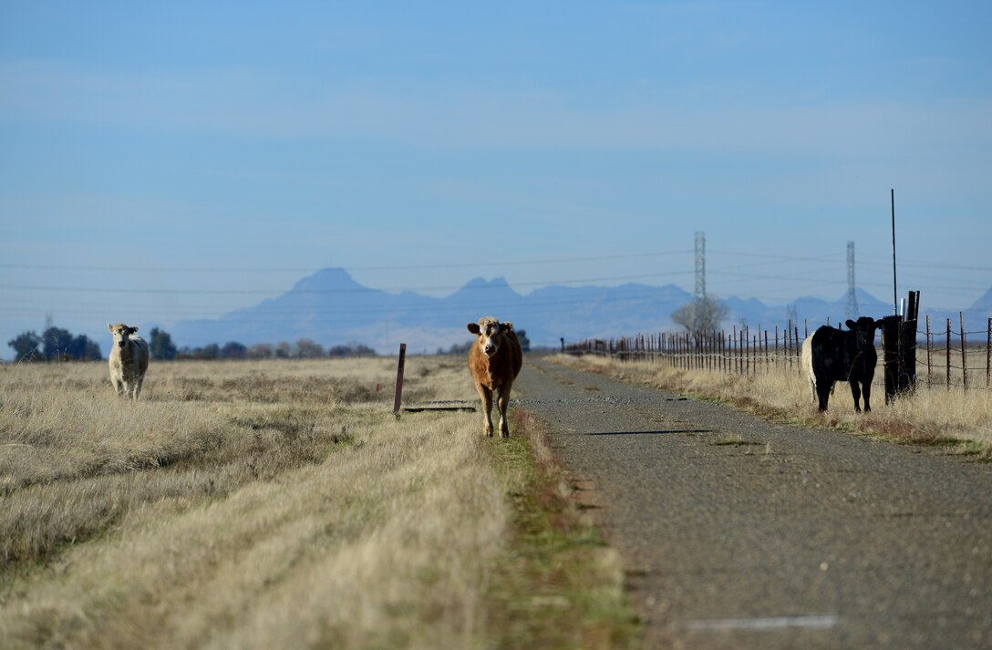 Beale’s Bovines enjoy our Reconnaissance