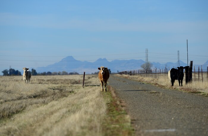 Beale’s Bovines enjoy our Reconnaissance