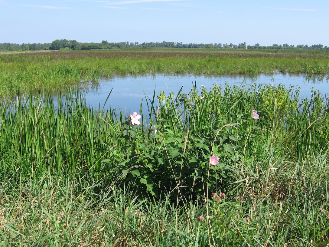 Lake Erie Coastal Marsh (Photo Credit: Brian Swartz, Buffalo District Regulatory PM)