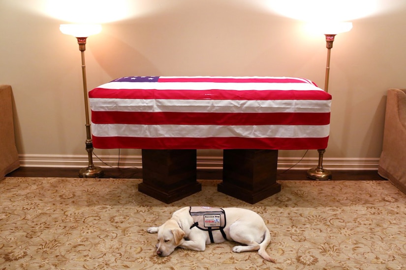 A dog lays next to a casket covered in a flag.