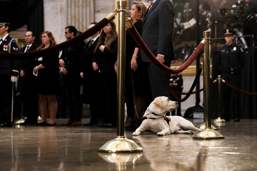 A dog lays on the floor in front of a crowd.