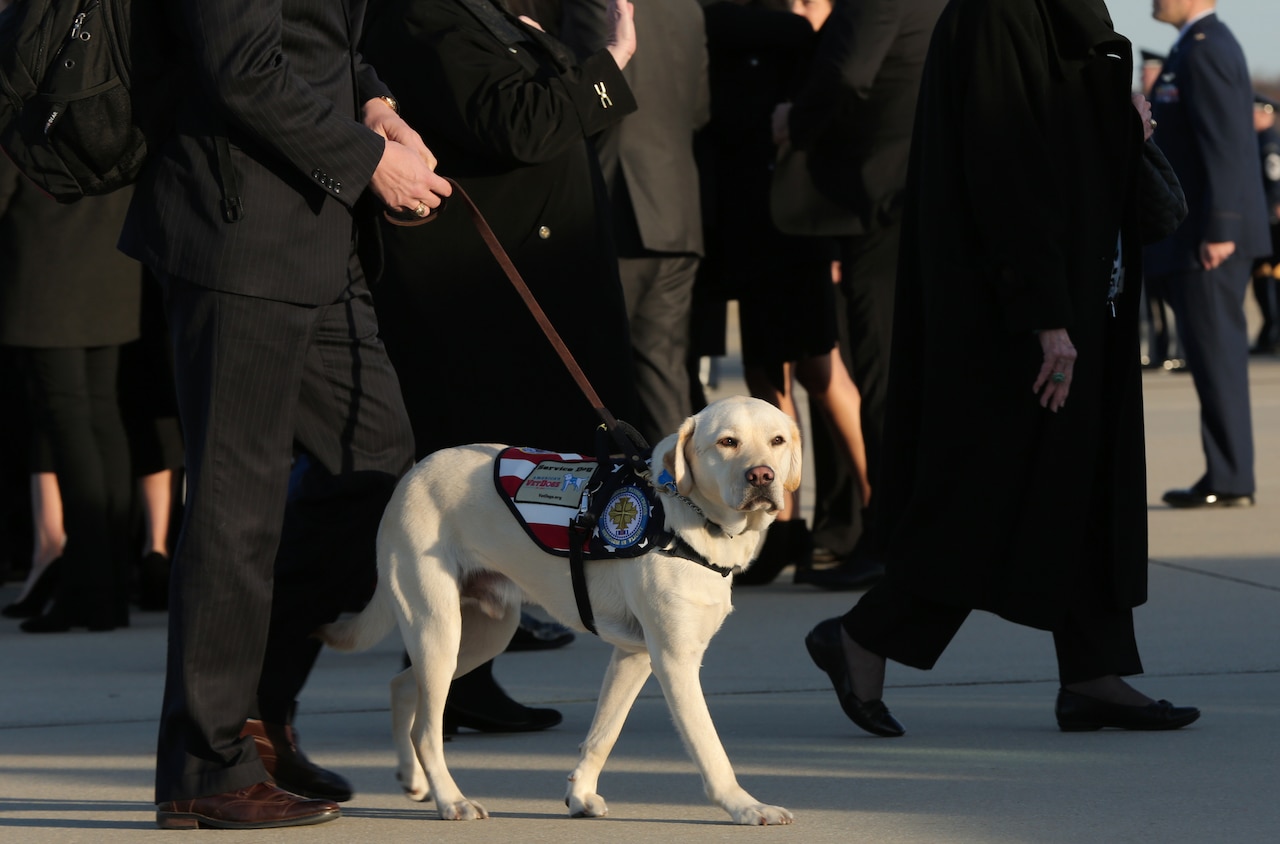 A dog walks with a handler on a flightline.