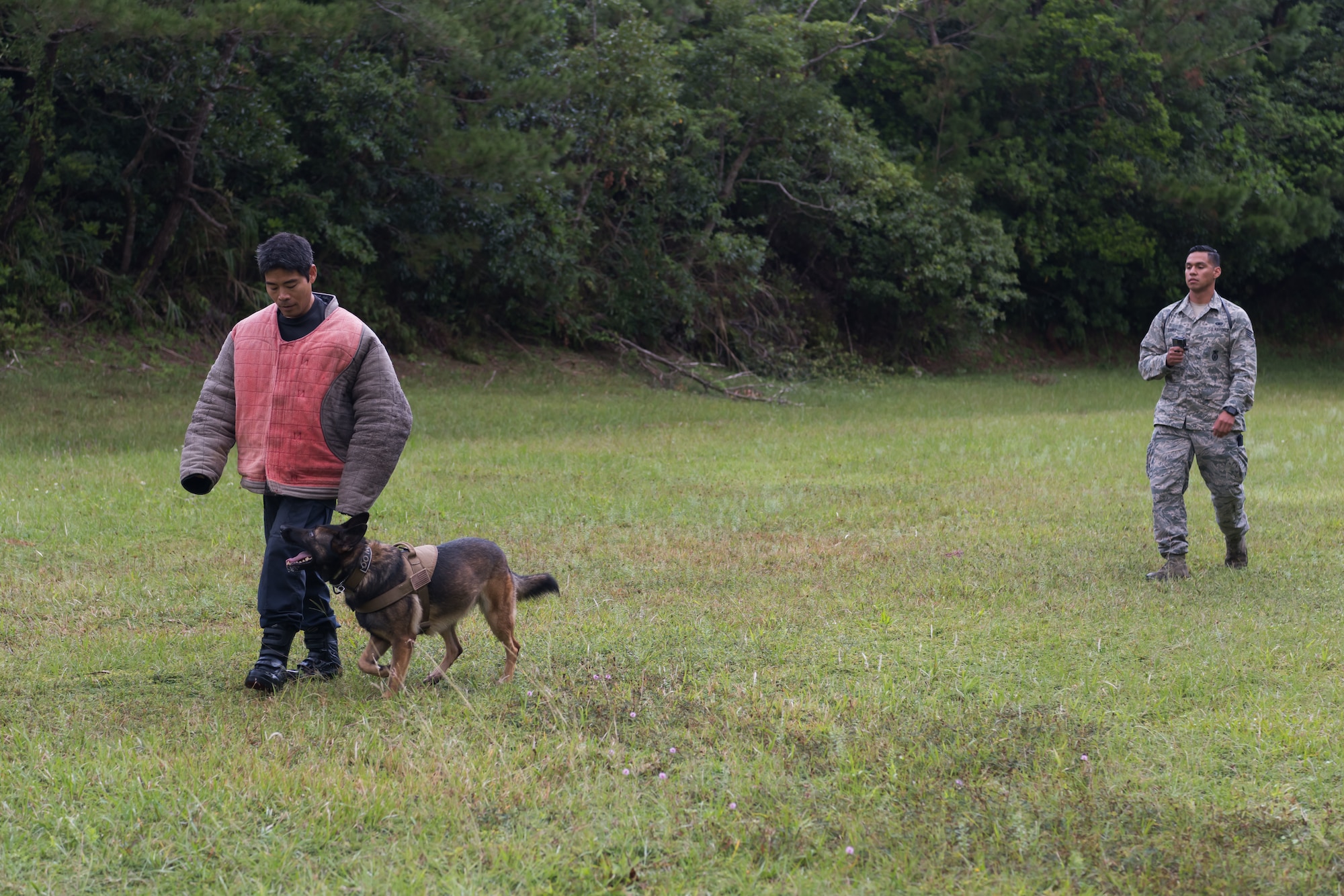 U.S. Air Force Staff Sgt. Charles Gamez, 18th Security Forces Squadron military working dog handler, right, commands his military working dog, Biba, to escort Shitetsu Hirata, 18th Security Forces Squadron military working dog assistant trainer, left, Nov. 21, 2018, at Kadena Air Base, Japan. Military working dogs can be trained to aid in capturing, detaining and transporting suspects, as well as identify drugs and improvised explosive devices.