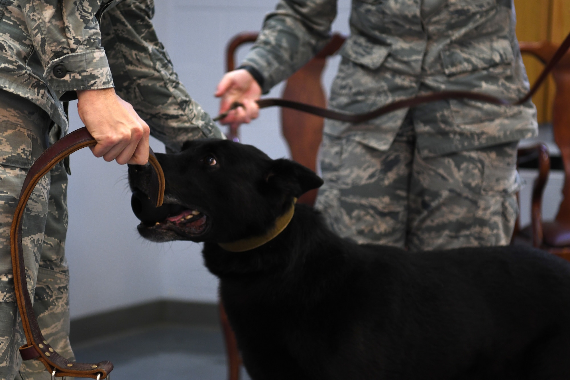 U.S. Air Force Maj. Jonathon Murray, left, 81st Security Forces Squadron commander, Bleck, middle, 81st SFS military working dog, and Capt. Samantha Giebel, right, 81st SFS operations officer, conduct the official passing of the collar during Bleck's retirement ceremony at Keesler Air Force Base, Mississippi, Dec. 13, 2018. After serving eight years and working alongside 11 handlers during his career, he was adopted by Giebel. (U.S. Air Force photo by Airman 1st Class Suzie Plotnikov)